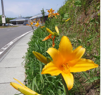 六ヶ所村の花「ニッコウキスゲ」